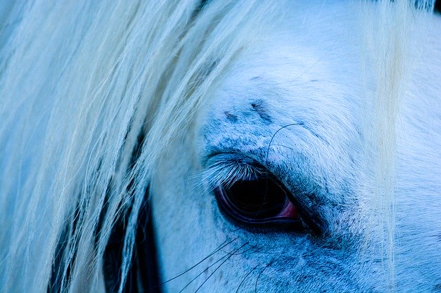 Free download Horse Eye White -  free photo or picture to be edited with GIMP online image editor