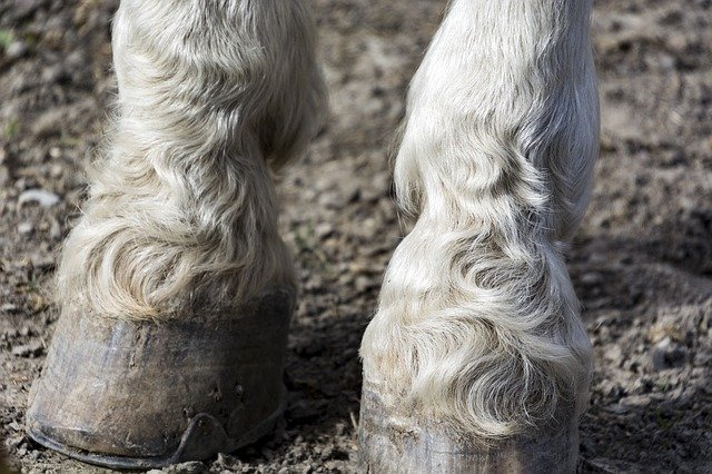 Free download Horse Feet Nature Animal World -  free photo or picture to be edited with GIMP online image editor