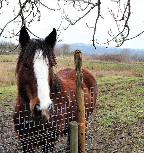 Free download Horse Field Animal -  free photo or picture to be edited with GIMP online image editor