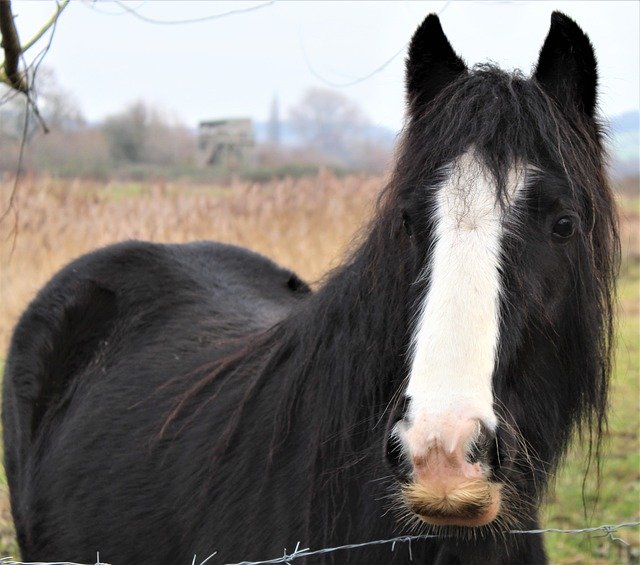 Free download Horse Field Mane -  free photo or picture to be edited with GIMP online image editor