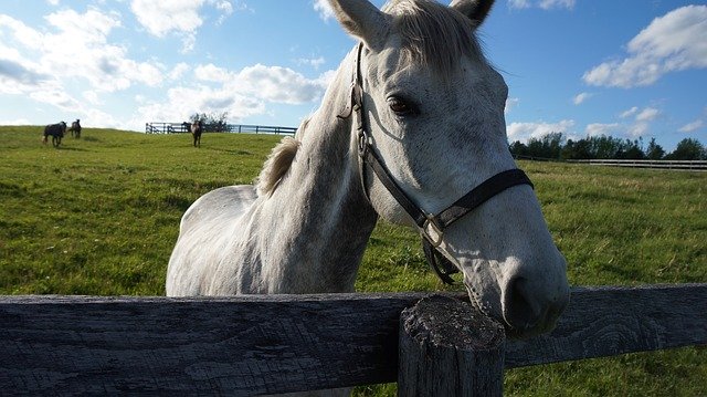 Free download Horse Field Rural -  free photo or picture to be edited with GIMP online image editor