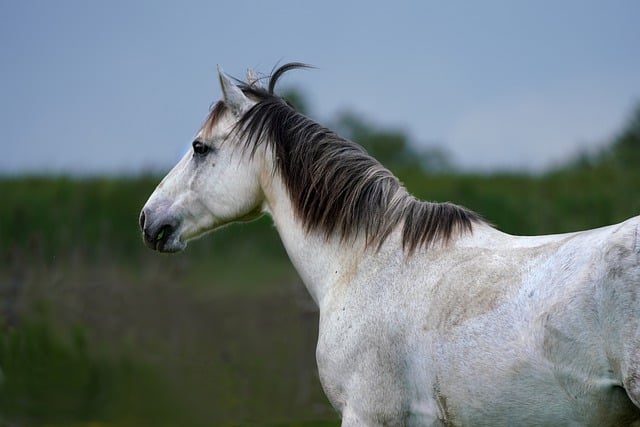 Free download horse flank curious attentive free picture to be edited with GIMP free online image editor