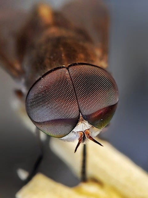 Free download horsefly macro eyes closeup colors free picture to be edited with GIMP free online image editor