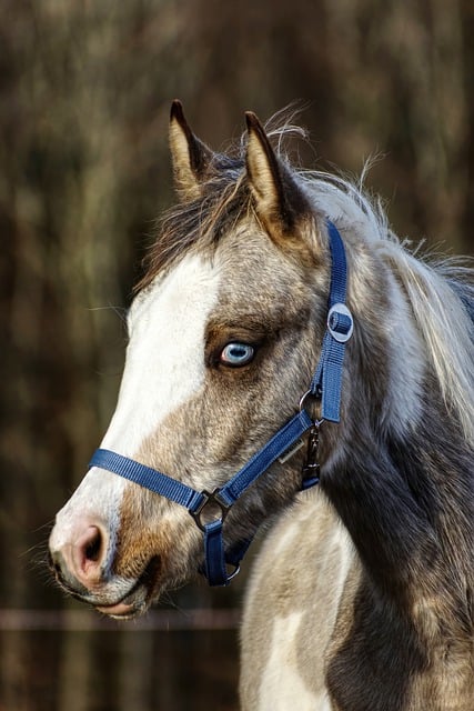 Free download horse foal arab foal check foal free picture to be edited with GIMP free online image editor