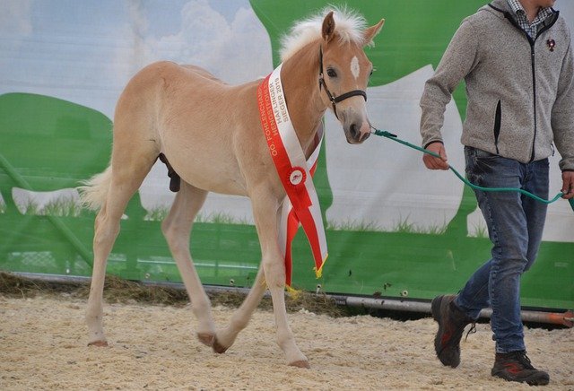 Gratis download Horse Foal Haflinger - gratis foto of afbeelding om te bewerken met GIMP online afbeeldingseditor