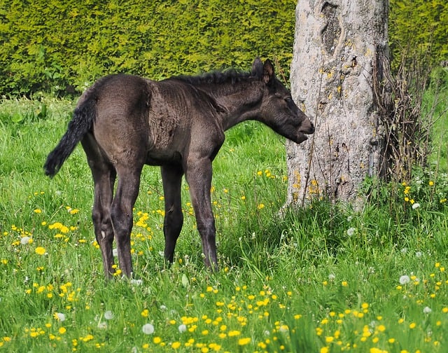 Free download horse foal mammal nature free picture to be edited with GIMP free online image editor