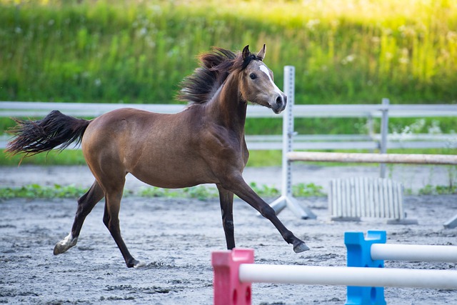 Download gratuito cavallo puledro corsa pony galoppo salto immagine gratuita da modificare con l'editor di immagini online gratuito GIMP