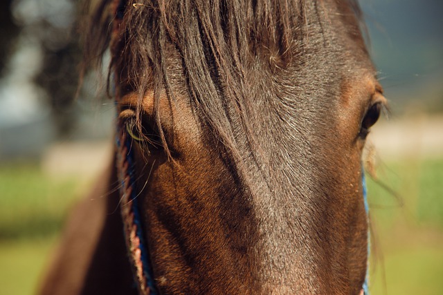 Free download horse foal wild species fauna free picture to be edited with GIMP free online image editor