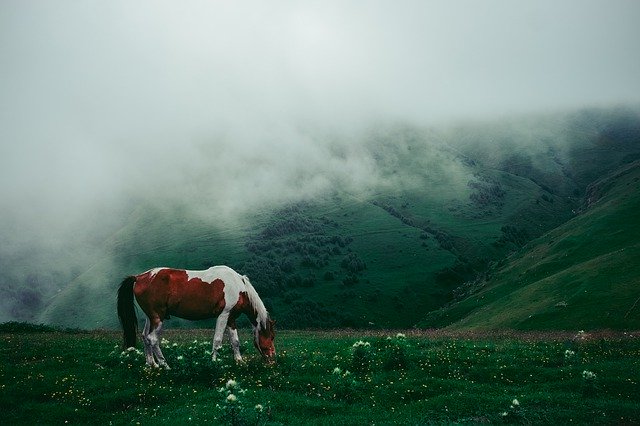 Free download Horse Fog Meadow -  free photo or picture to be edited with GIMP online image editor