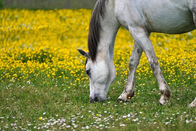 Free download horse grazes white animal mammal free picture to be edited with GIMP free online image editor