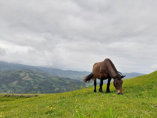 Free download horse grazing meadow basque country free picture to be edited with GIMP free online image editor