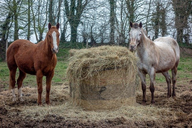 Free download Horse Hay Farm -  free photo or picture to be edited with GIMP online image editor