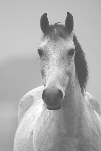 Free download horse haze neigh gray coat free picture to be edited with GIMP free online image editor