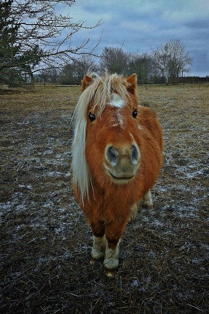 Free download Horse Hdr Small -  free photo or picture to be edited with GIMP online image editor