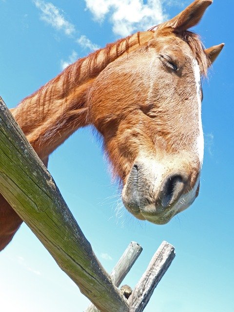 Free download Horse Head Close -  free photo or picture to be edited with GIMP online image editor