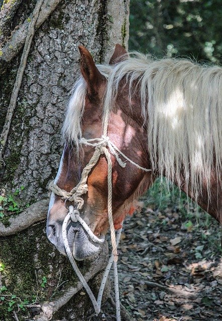 Free download Horse Head Mane -  free photo or picture to be edited with GIMP online image editor