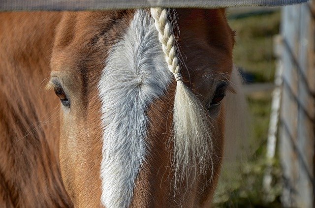 Free download Horse Head Nature -  free photo or picture to be edited with GIMP online image editor