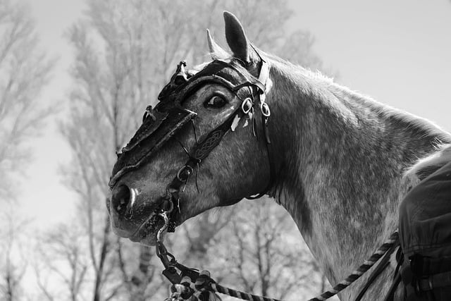 Free download horse horse head portrait animal free picture to be edited with GIMP free online image editor