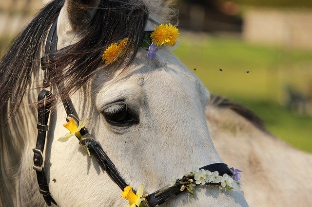 הורדה חינם Horse Horses Arabian - תמונה או תמונה בחינם לעריכה עם עורך התמונות המקוון GIMP