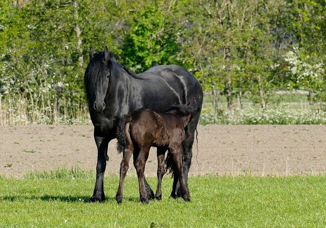 Free download Horse Horses Foal -  free photo or picture to be edited with GIMP online image editor