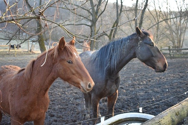 Free download Horse Horses Nature -  free photo or picture to be edited with GIMP online image editor