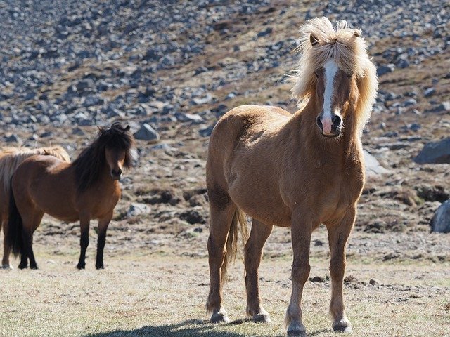 Free download Horse Iceland Landscape -  free photo or picture to be edited with GIMP online image editor