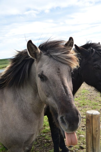 Free download horse iceland nature tongue animal free picture to be edited with GIMP free online image editor