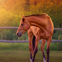 Horse in Field HD  screen for extension Chrome web store in OffiDocs Chromium