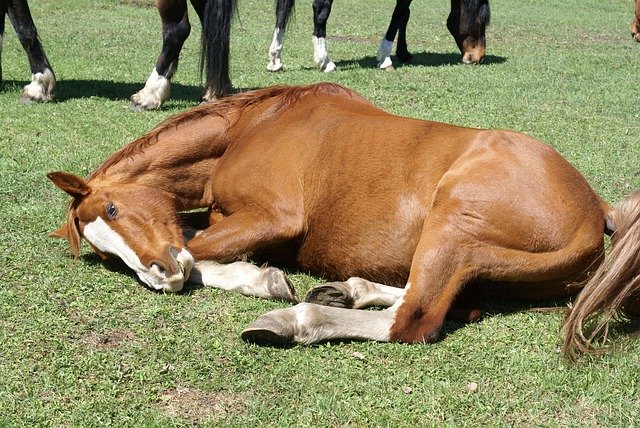 Free download Horse Laying Meadow -  free photo or picture to be edited with GIMP online image editor