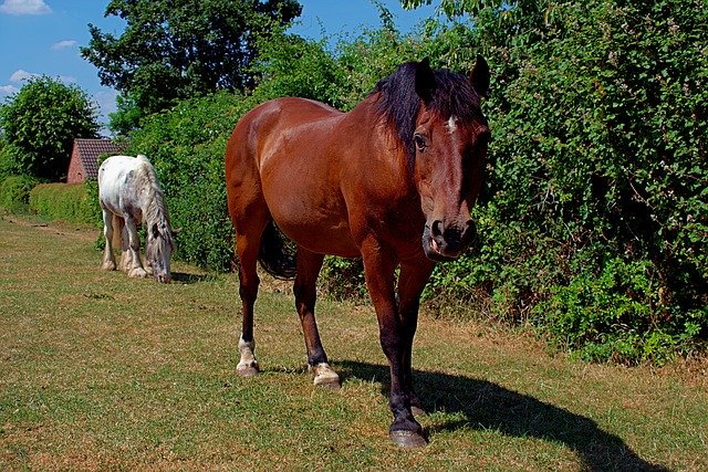 Free download Horse Mammal Grass -  free photo or picture to be edited with GIMP online image editor