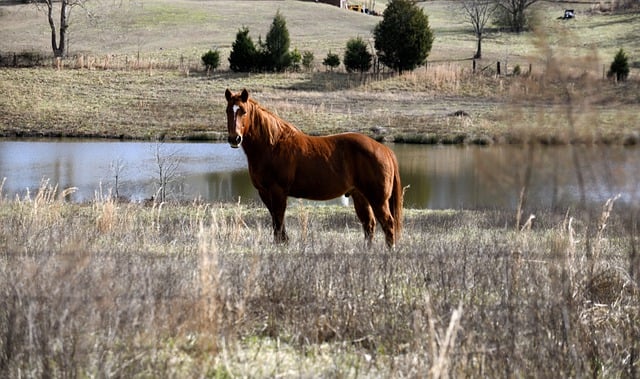 Free download horse mammal nature animal free picture to be edited with GIMP free online image editor