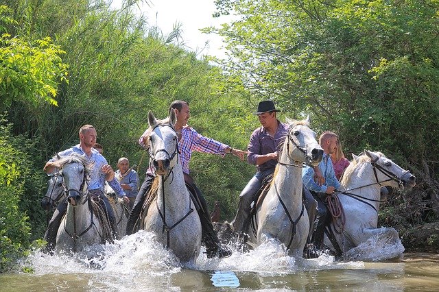 دانلود رایگان Horse Mane Nature - عکس یا تصویر رایگان قابل ویرایش با ویرایشگر تصویر آنلاین GIMP