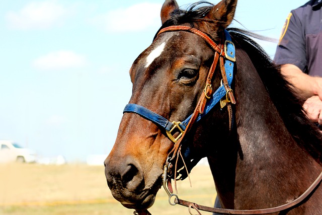 Free download horse man horseback free picture to be edited with GIMP free online image editor