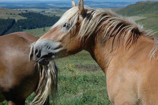 Free download Horse Mountain -  free photo or picture to be edited with GIMP online image editor