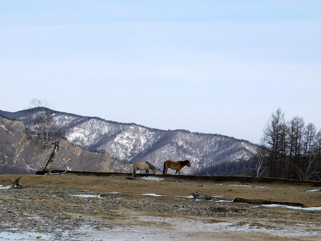 Free download Horse Nature Mountains -  free photo or picture to be edited with GIMP online image editor