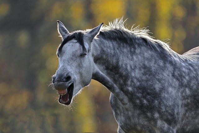 Free download horse neigh gray coat forest free picture to be edited with GIMP free online image editor