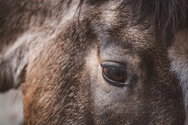 Free download horse pony eye view animal mammal free picture to be edited with GIMP free online image editor