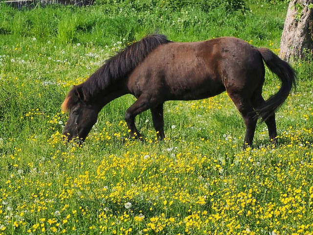 Free download horse pony mammal wildlife free picture to be edited with GIMP free online image editor