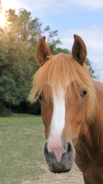 無料ダウンロード馬の肖像画好奇心旺盛で気配りのある無料画像をGIMP無料オンライン画像エディタで編集