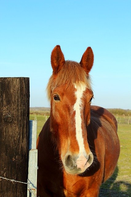 Free download Horse Prairie Nature -  free photo or picture to be edited with GIMP online image editor