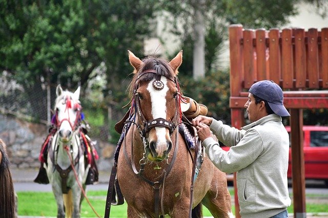 Free download Horse Rider Animals -  free photo or picture to be edited with GIMP online image editor