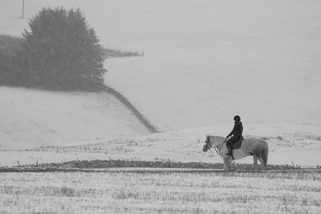 Free download horse riding farm snow animal free picture to be edited with GIMP free online image editor