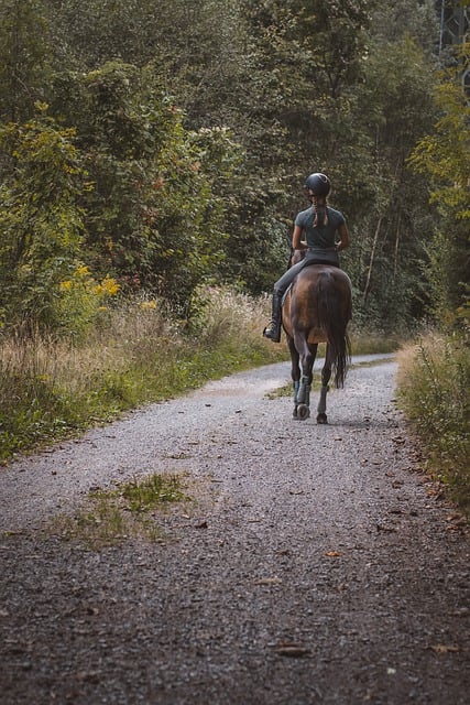 Free download horse riding ride out terrain horse free picture to be edited with GIMP free online image editor