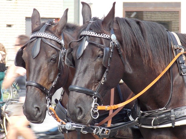 Free download Horses Animals Berlin -  free photo or picture to be edited with GIMP online image editor