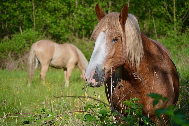 Free download horses animals equine mammals free picture to be edited with GIMP free online image editor