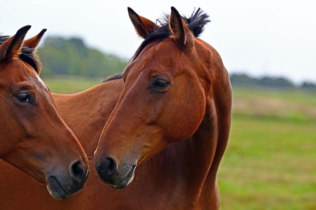 Free download horses animals mammals equines free picture to be edited with GIMP free online image editor