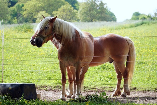 Free download horses animals ride nature mammal free picture to be edited with GIMP free online image editor