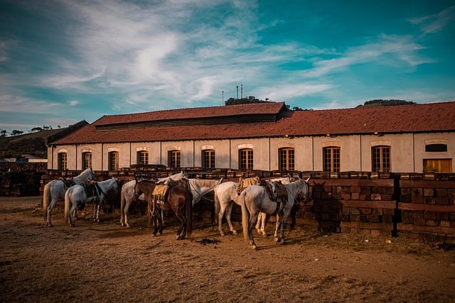 Free download horses animals twilight brazil free picture to be edited with GIMP free online image editor