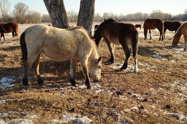 Free download horses animals winter snow herd free picture to be edited with GIMP free online image editor