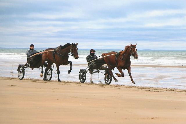 Free download horses beach horse drawn carriages free picture to be edited with GIMP free online image editor